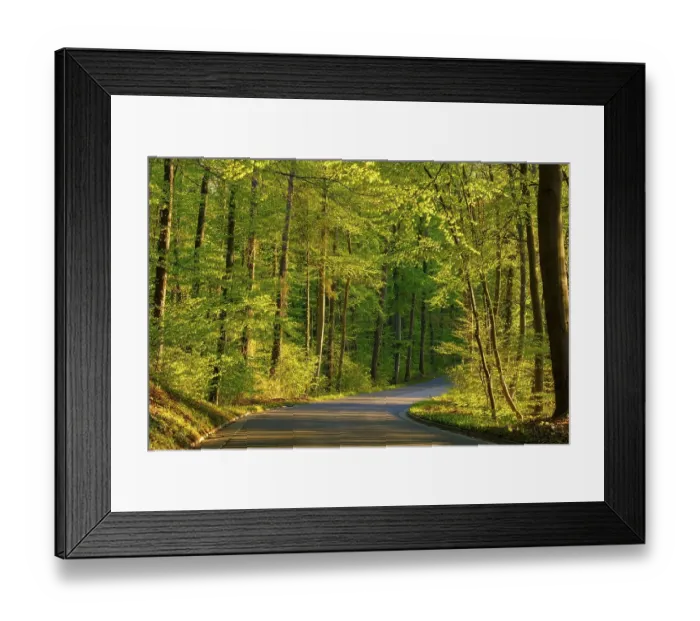 Framed Print : Country road through beech forest in spring Framed Print : Country road through beech forest in spring