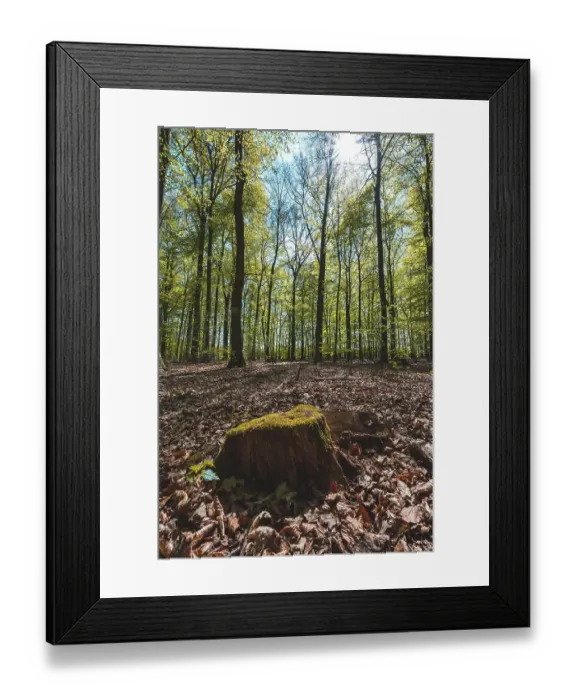 Framed Print : A tree stump overgrown with moss and leaves on the forest floor in a mixed forest with backlit sun