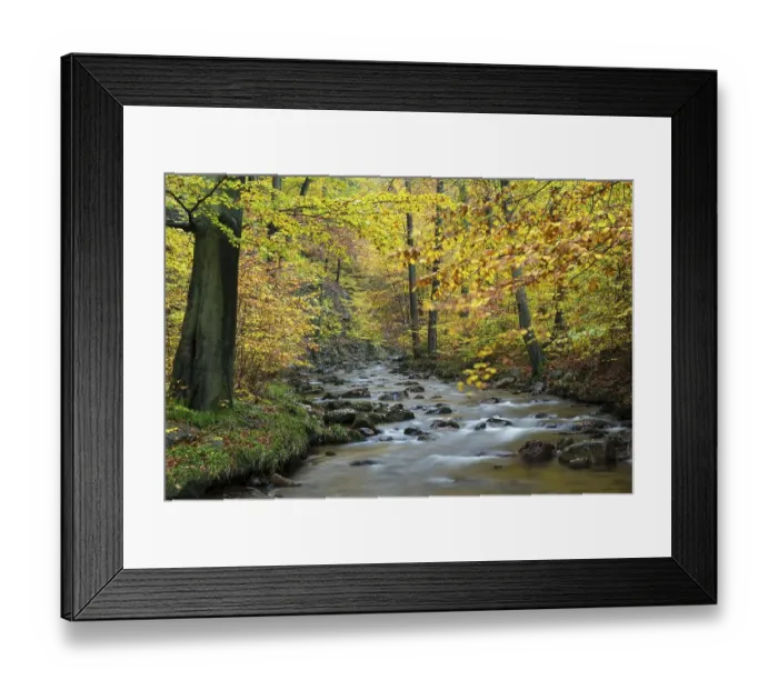 Framed Print : Ilse stream, autumn, Harz National Park