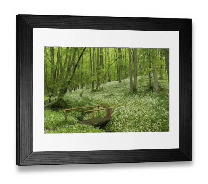 Framed Print : Blossoming Ramsons (Allium ursinum)