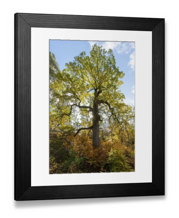 Framed Print : Oak (Quercus) in autumn, backlight