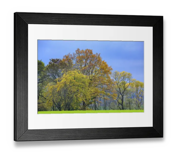 Framed Print : Deciduous forest, autumn colouring