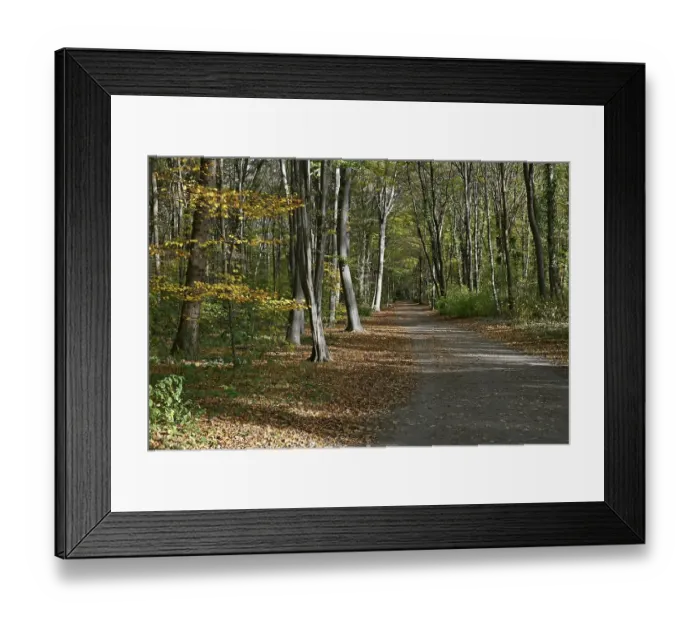 Framed Print : Autumn leaves in the Eilenriede city forest