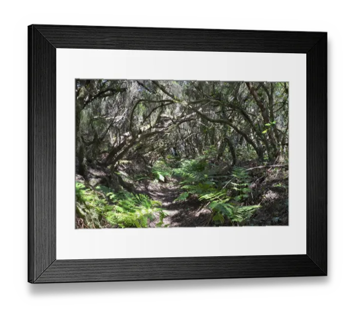 Framed Print : Las Mercedes, Laurel forest, Tenerife Framed Print : Las Mercedes, Laurel forest, Tenerife