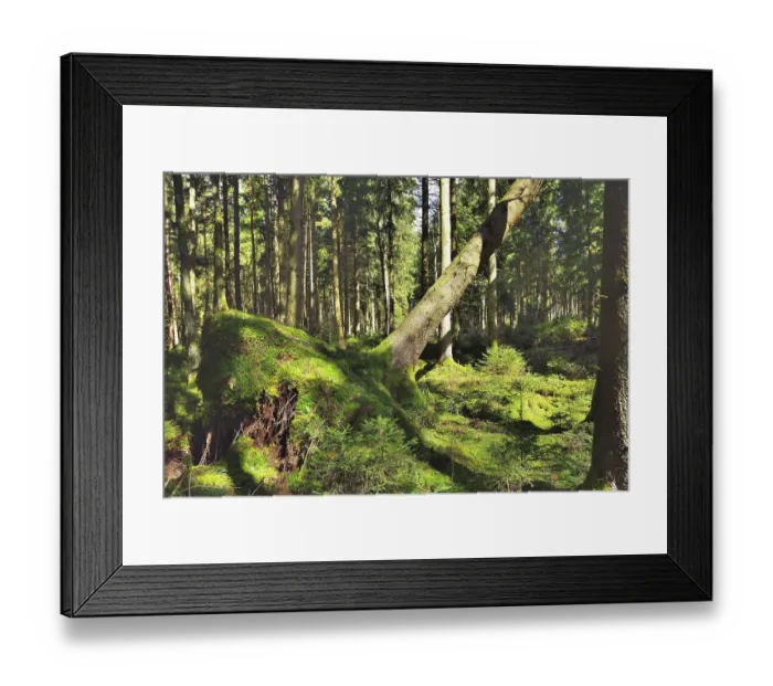 Framed Print : Uprooted spruce (Picea abies) after a storm