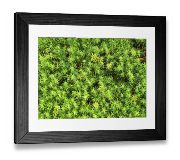Framed Print : Polytrichum commune moss (Polytrichum commune) Framed Print : Polytrichum commune moss (Polytrichum commune)