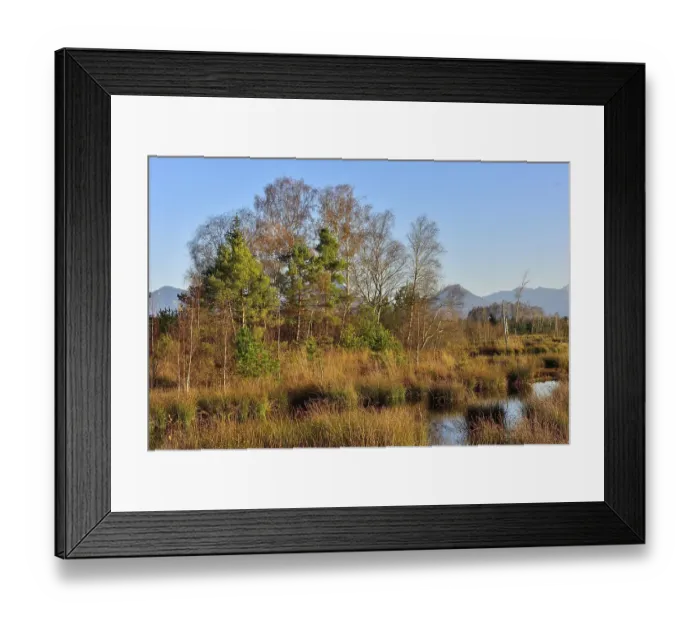 Framed Print : Bog pond with common Common Club-rushes (Schoenoplectus lacustris) and group of trees Common pine (Pinus sylvestris) Framed Print : Bog pond with common Common Club-rushes (Schoenoplectus lacustris) and group of trees Common pine (Pinus sylvestris)