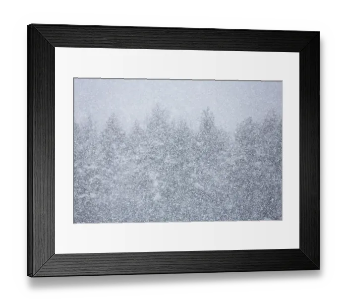 Framed Print : Coniferous forest at snowfall, wallpaper Framed Print : Coniferous forest at snowfall, wallpaper