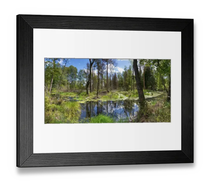 Framed Print : Swampland, Wurzacher Ried, Bad Wurzach