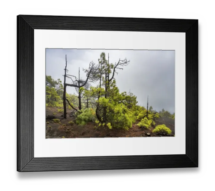 Framed Print : Canary island pine (Pinus canariensis) after forest fire Framed Print : Canary island pine (Pinus canariensis) after forest fire