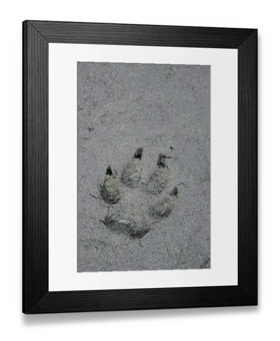 Framed Print : Gray wolf (Canis lupus) at the Rocky River in Jasper-National Park (Wolffaehrte)