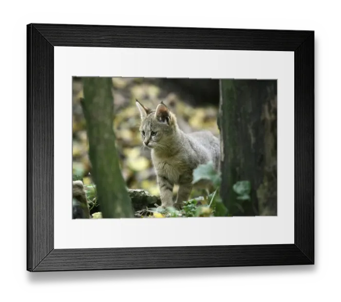 Framed Print : Jungle Cat (felis chaus), Cub