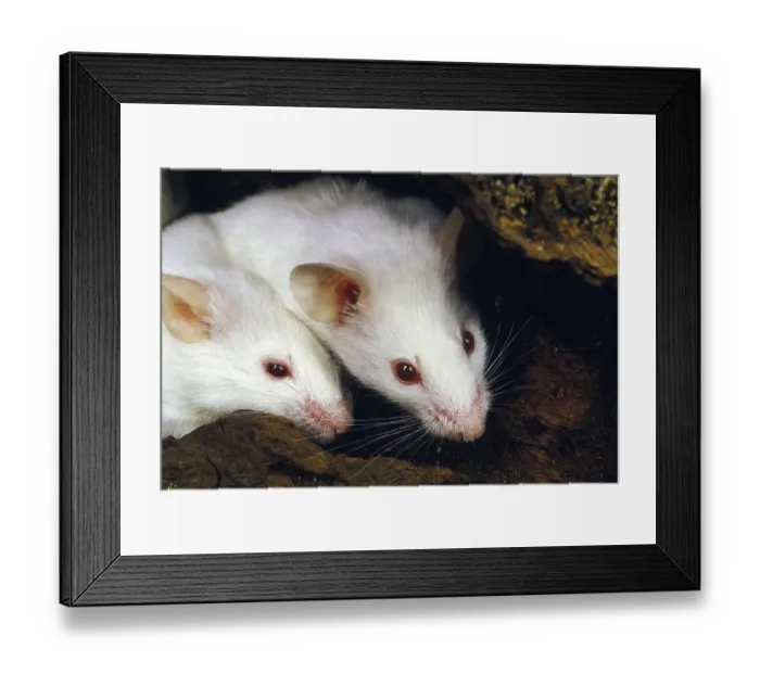 Framed Print : WHITE MOUSE (mus musculus), ADULT
