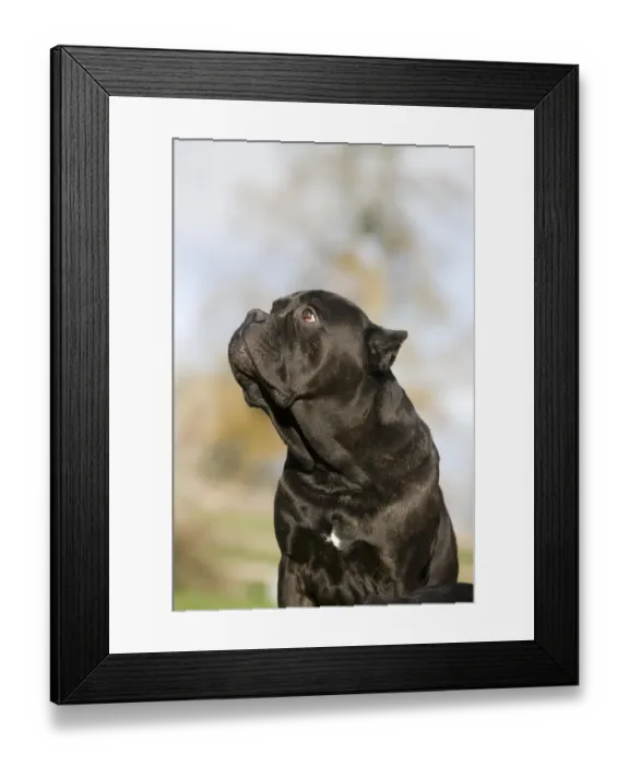 Framed Print : CANE CORSO, A DOG BREED FROM ITALY