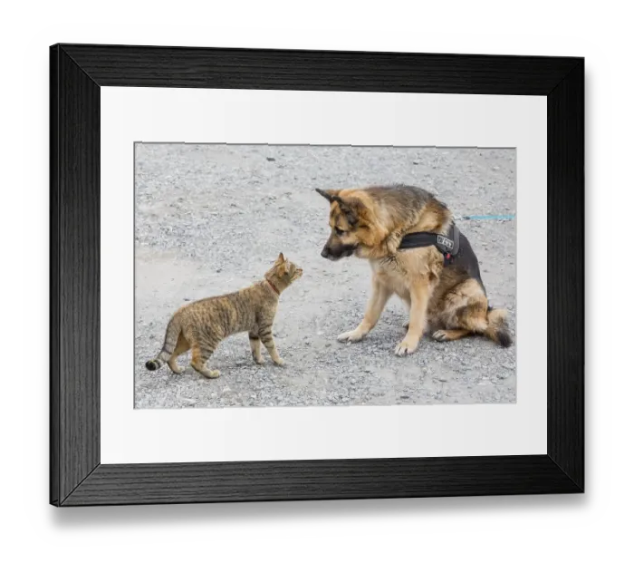Framed Print : Cat playing with German Shepherd Framed Print : Cat playing with German Shepherd