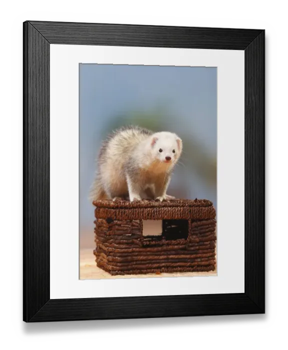 Framed Print : Ferret (Mustela putorius forma domestica) Framed Print : Ferret (Mustela putorius forma domestica)