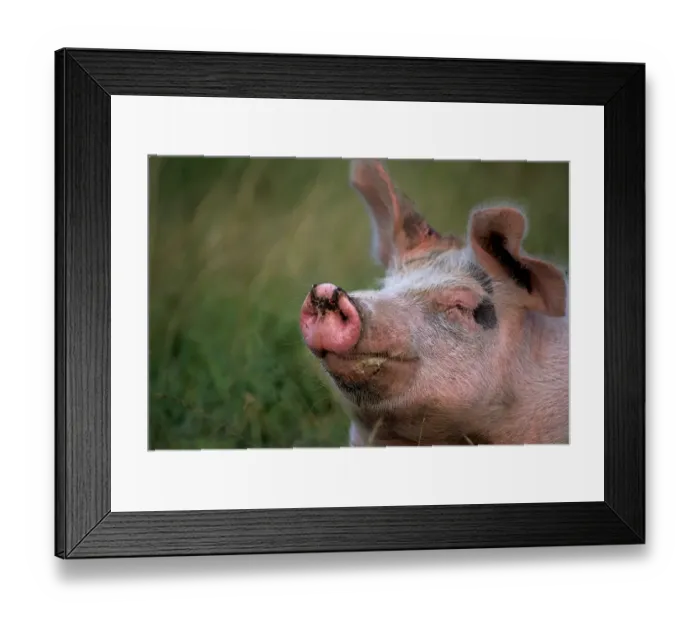 Framed Print : Pig (Sus scrofa domestica)