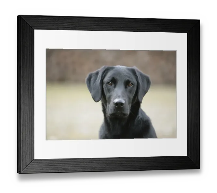 Framed Print : Labrador portrait Framed Print : Labrador portrait