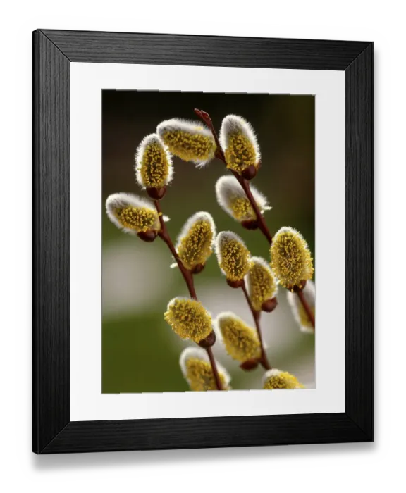 Framed Print : Catkin willow, willow catkin, detail goat willow (Salix caprea) Framed Print : Catkin willow, willow catkin, detail goat willow (Salix caprea)