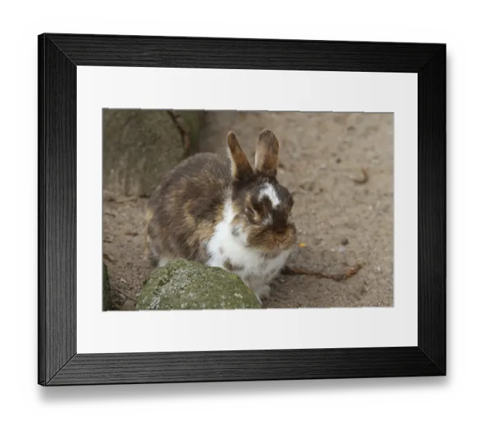 Framed Print : Zwergkaninchen mit getruebtem Auge Framed Print : Zwergkaninchen mit getruebtem Auge