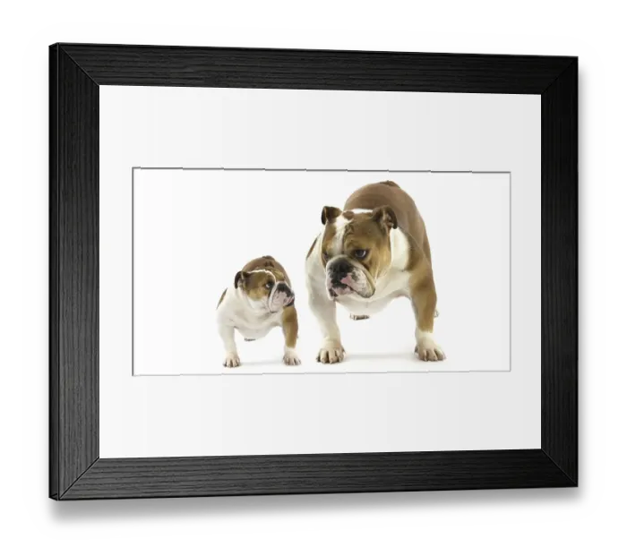Framed Print : English Bulldog, Female against White Background
