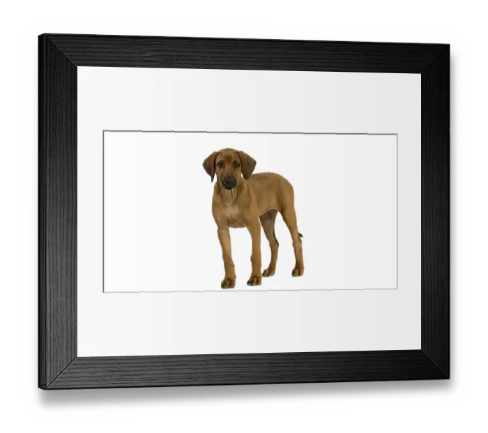 Framed Print : Rhodesian Ridgeback, 3 Months old Pup against White Background