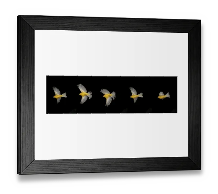 Framed Print : Yellow Canary (serinus canaria)