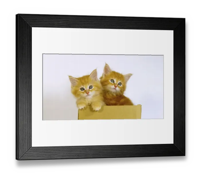 Framed Print : Cream Blotched Tabby Maine Coon Domestic Cat