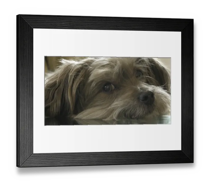 Framed Print : Havana Silk Dog or Havanese Bichon Dog Framed Print : Havana Silk Dog or Havanese Bichon Dog