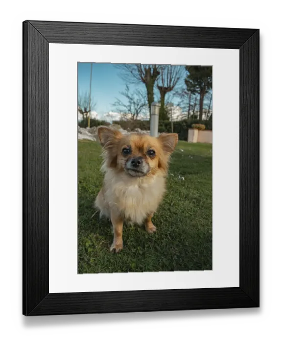 Framed Print : Brown long-haired Chihuahua looks into the camera