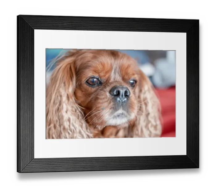 Framed Print : Portrait of a dog of the breed Cavalier King Charles Spaniel in the Ruby pattern Framed Print : Portrait of a dog of the breed Cavalier King Charles Spaniel in the Ruby pattern