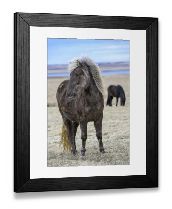 Framed Print : Icelandic horse, Iceland, Europe Framed Print : Icelandic horse, Iceland, Europe