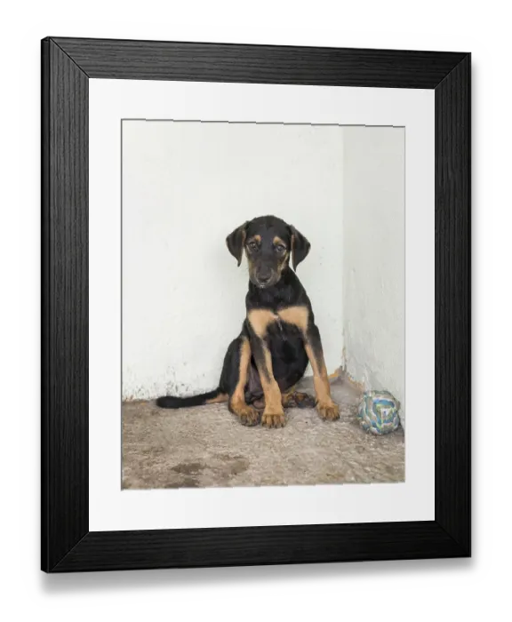Framed Print : Cute rescue dog shelter waiting fostered Framed Print : Cute rescue dog shelter waiting fostered