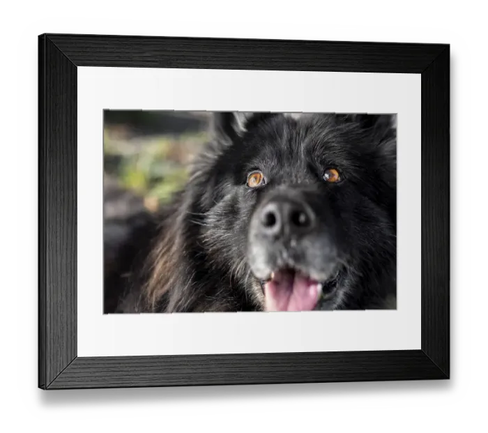 Framed Print : Close up happy dog outdoors
