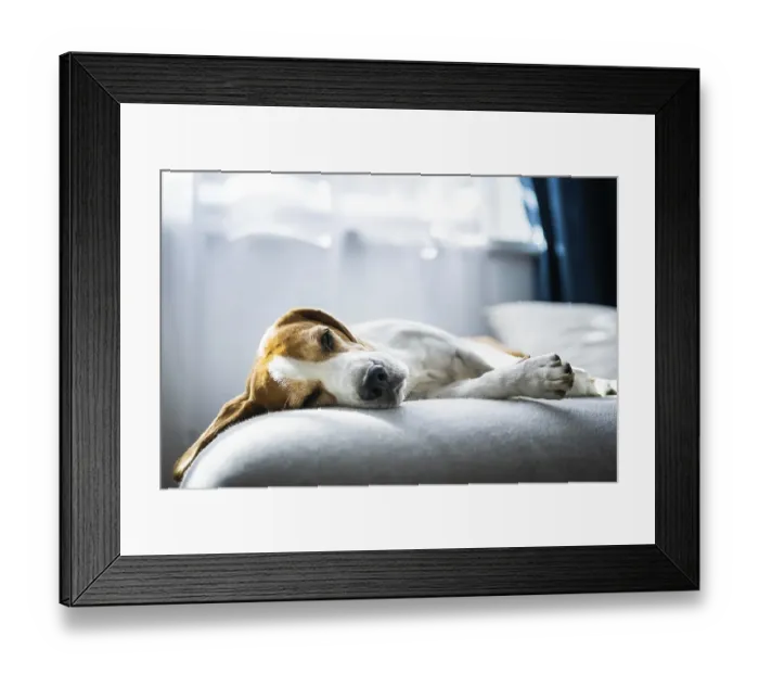 Framed Print : Adoult Male hound Beagle dog sleeping at home on the sofa