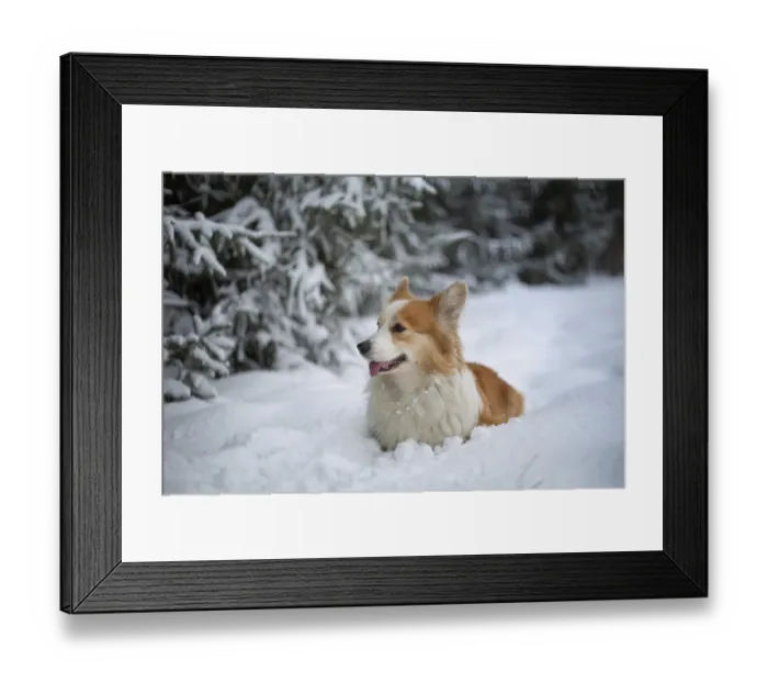 Framed Print : Welsh Corgi Pembroke dog in winter scenery Framed Print : Welsh Corgi Pembroke dog in winter scenery