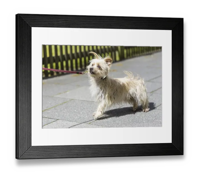 Framed Print : Dog pulls on the leash, promenade mix Framed Print : Dog pulls on the leash, promenade mix