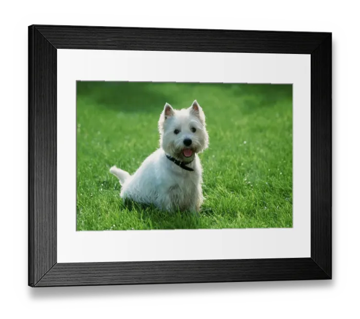 Framed Print : West Highland White Terrier, Westie