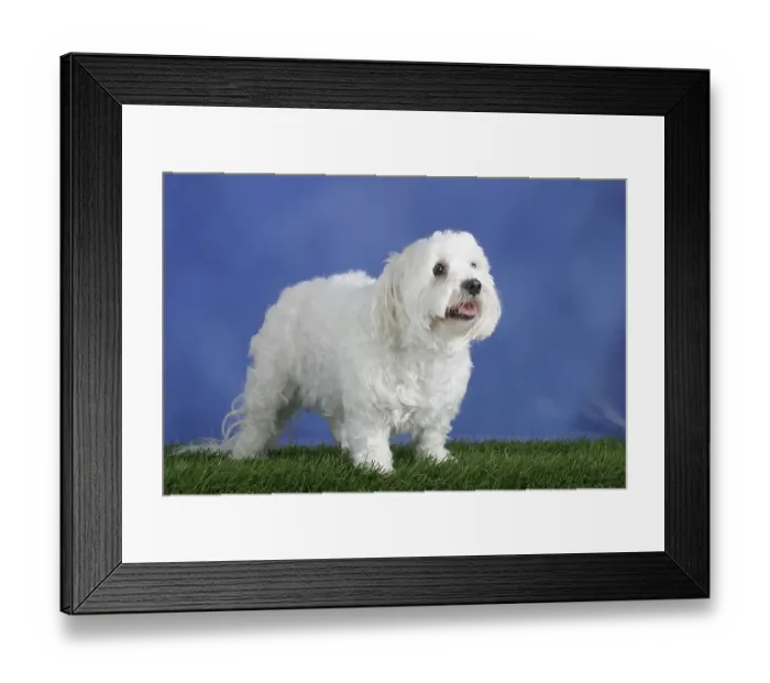 Framed Print : Maltese Framed Print : Maltese