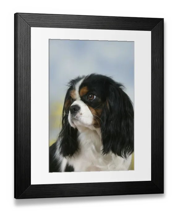 Framed Print : Cavalier King Charles Spaniel, tricolour