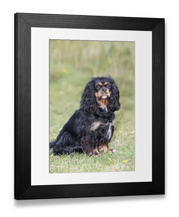 Framed Print : Cavalier King Charles Spaniel, black-brown Framed Print : Cavalier King Charles Spaniel, black-brown