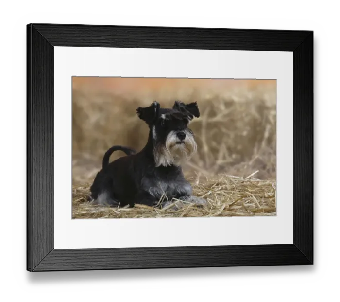 Framed Print : Miniature Schnauzer, black-silver, Schnauzer