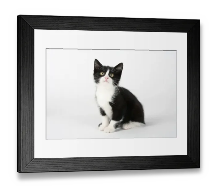 Framed Print : Domestic cat, kitten, 8 weeks