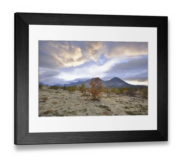 Framed Print : Downy Birch trees (Betula pubescens) and Reindeer Lichen (Cladonia rangiferina) Framed Print : Downy Birch trees (Betula pubescens) and Reindeer Lichen (Cladonia rangiferina)
