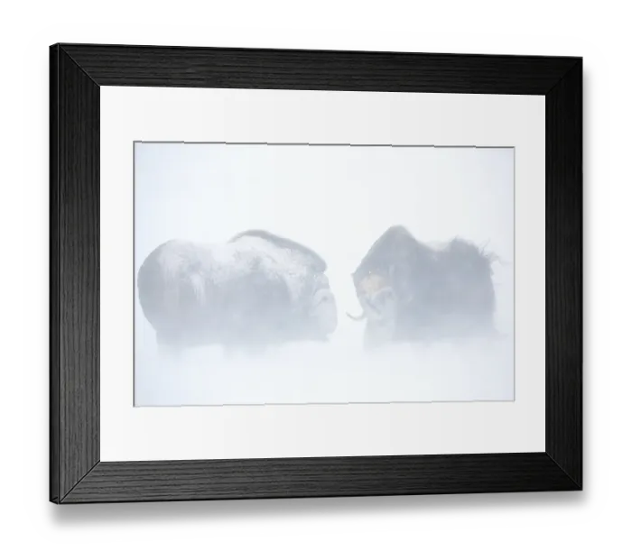 Framed Print : Muskoxen (Ovibos moschatus) fighting in a snowstorm