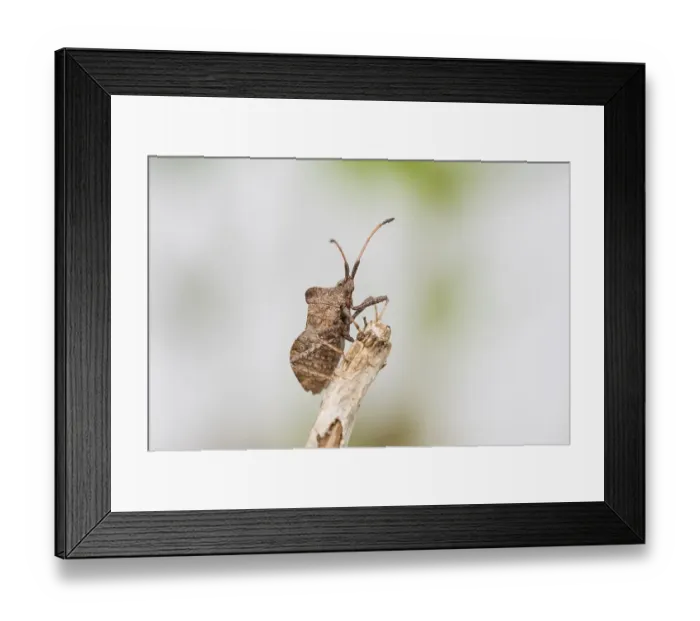 Framed Print : Dock bug (Coreus marginatus), Hannover