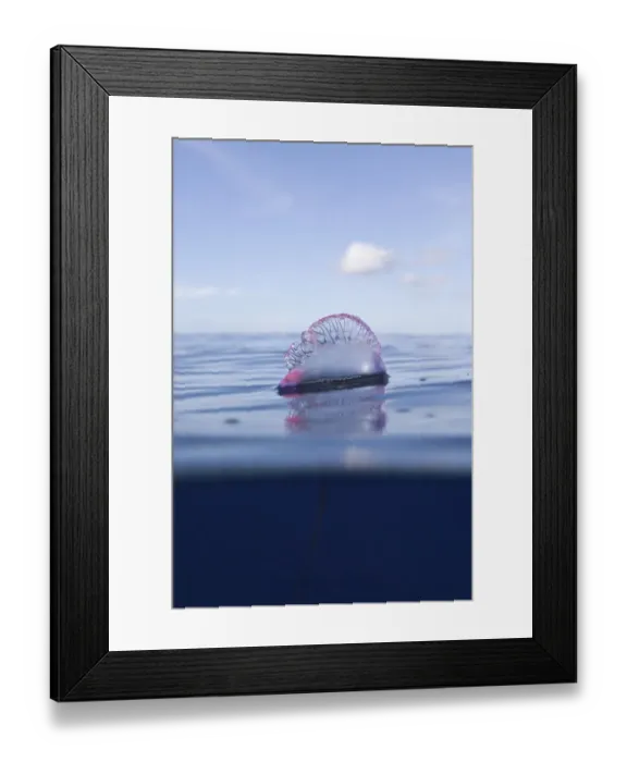 Framed Print : Portuguese Man O War (Physalia physalis)