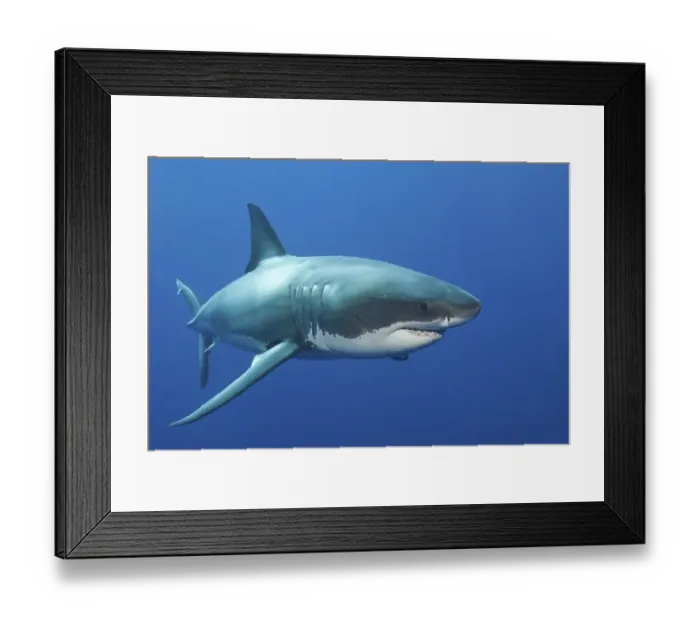 Framed Print : Great white shark (Carcharodon carcharias) Framed Print : Great white shark (Carcharodon carcharias)