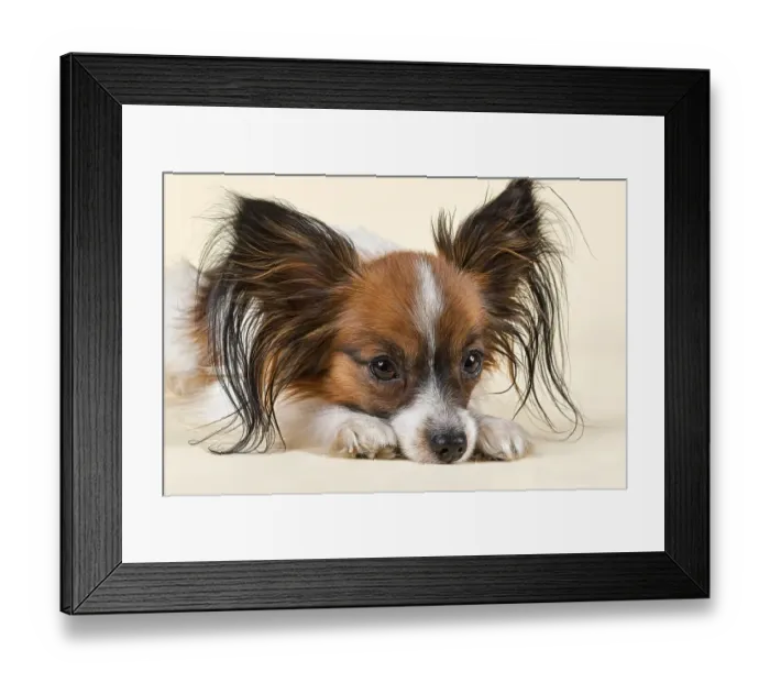 Framed Print : Papillon, male, 18 months, white sable