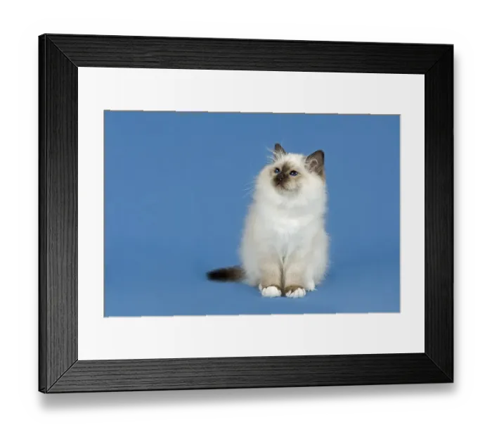 Framed Print : Birman Cat, kitten, part albino, point coloration